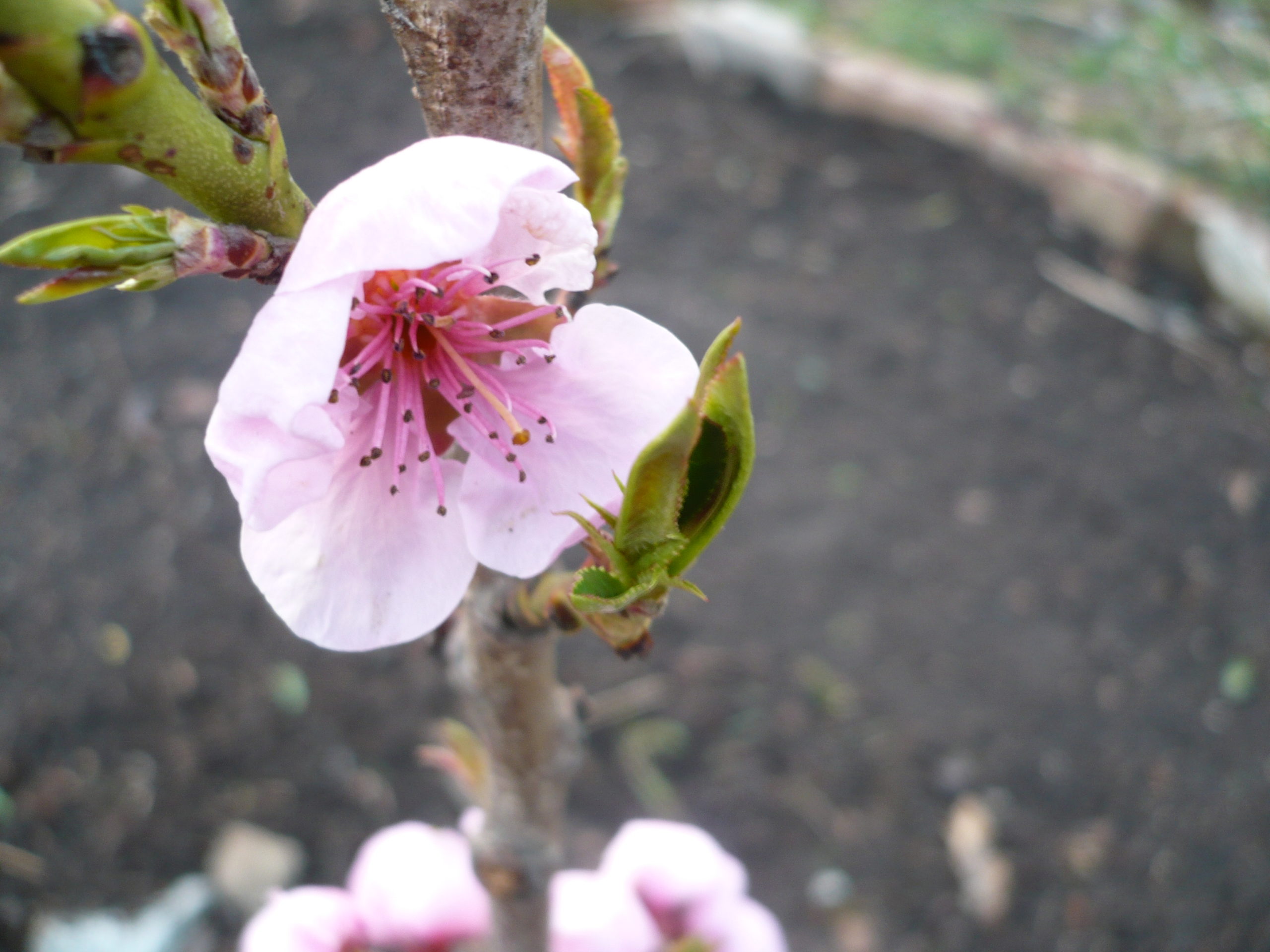Früüühling – die 3. Saison im Kleinen Garten