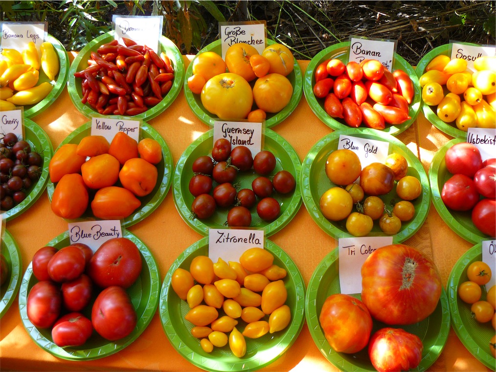 Gelb, lila, braun, rot, orange, kariert: Alles Tomaten!