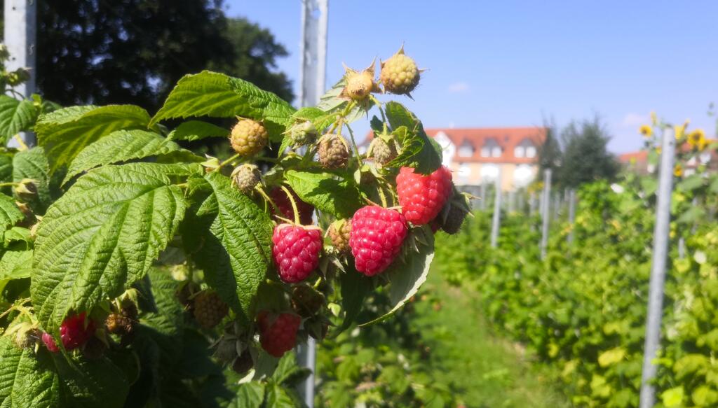 Beeren in Dresden pflücken