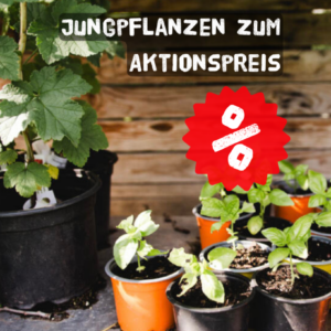 Jungpflanzen zum Aktionspreis