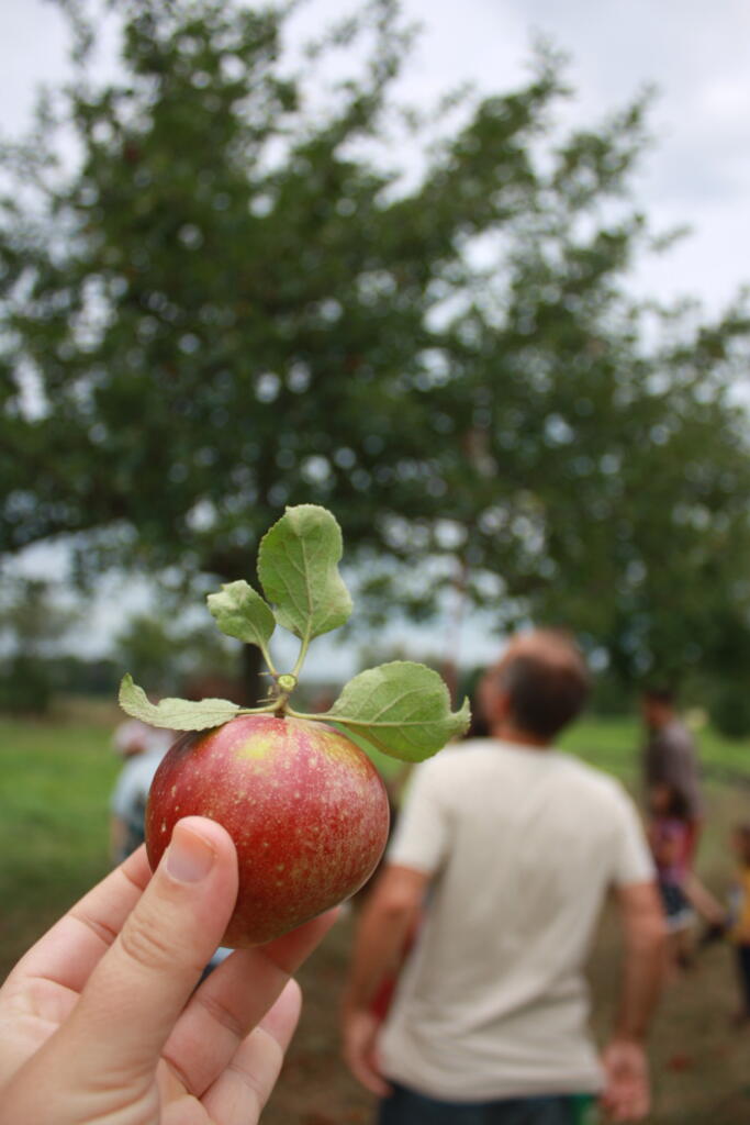 Apfelfest mit den Stadtkohlrabis