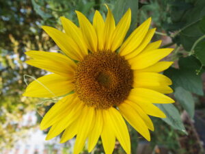 blühende Sonnenblume
