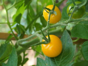reife gelbe Tomaten